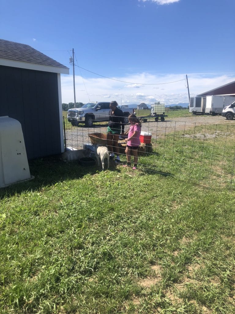 Two children and a dog near a wire fence in a rural yard, with a blue shed and vehicles in the background on a sunny day.